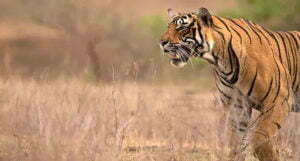 Kailadevi-Wildlife-Sanctuary