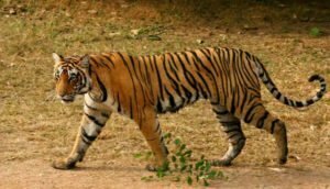 tiger-safari-in-ranthambore